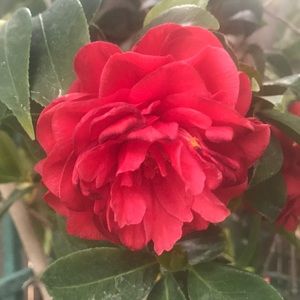 Meet your Posher, Rosie